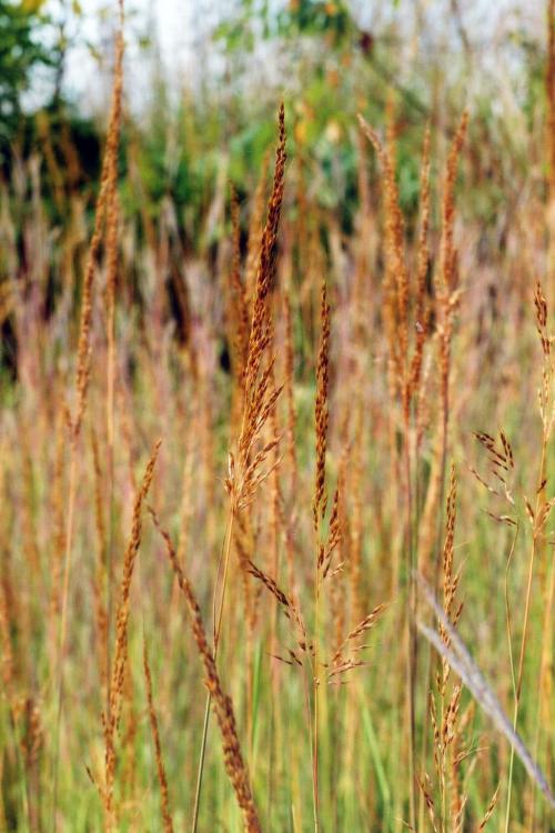 Sorghastrum nutans, Yellow Indiangrass 