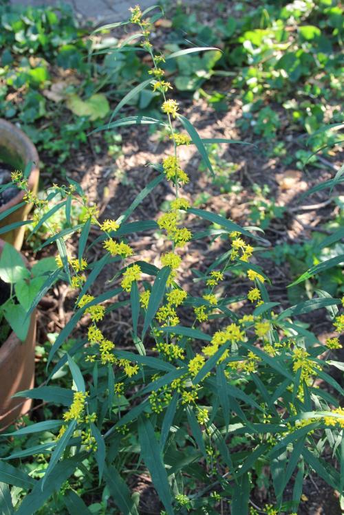 Solidago caesia, Blue Stem Goldenrod 