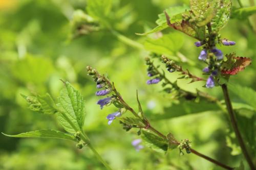 Scutellaria lateriflora, Blue Skullcap