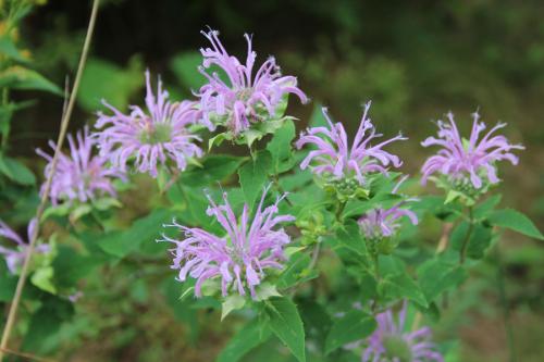 Monarda fistulosa, Wild Bergamot: Tall, Late