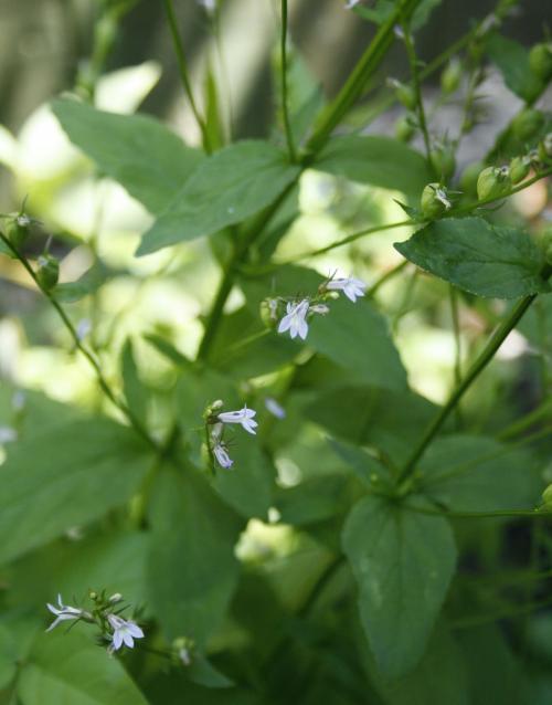 Lobelia inflata, Indian tobacco 
