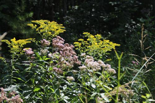 Eutrochium maculatum, Spotted Joe-Pye weed 