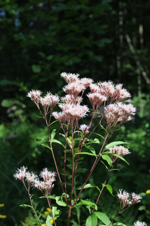 Eutrochium maculatum, Spotted Joe-Pye weed 