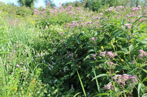 Eutrochium maculatum, Spotted Joe-Pye weed 