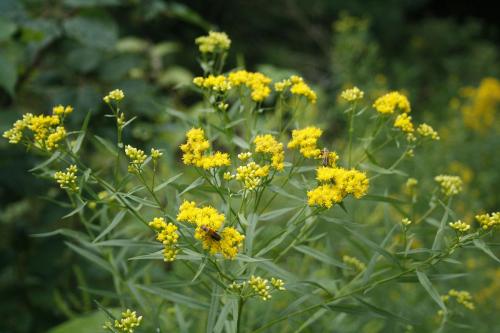 Euthamia graminifolia, Grass-leaved Goldenrod