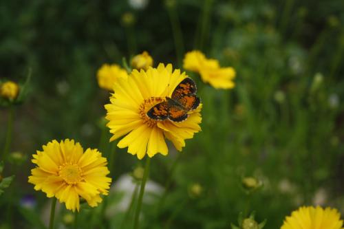 Coreopsis lanceolata, Lance-leaved Tickseed