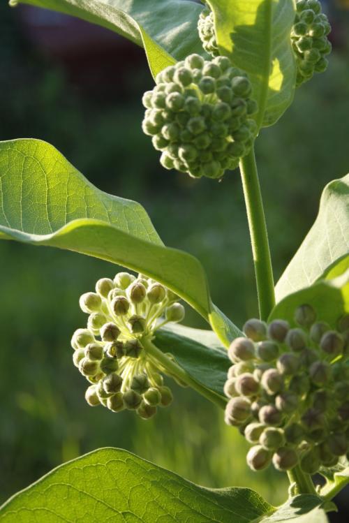 Asclepias syriaca, Common Milkweed
