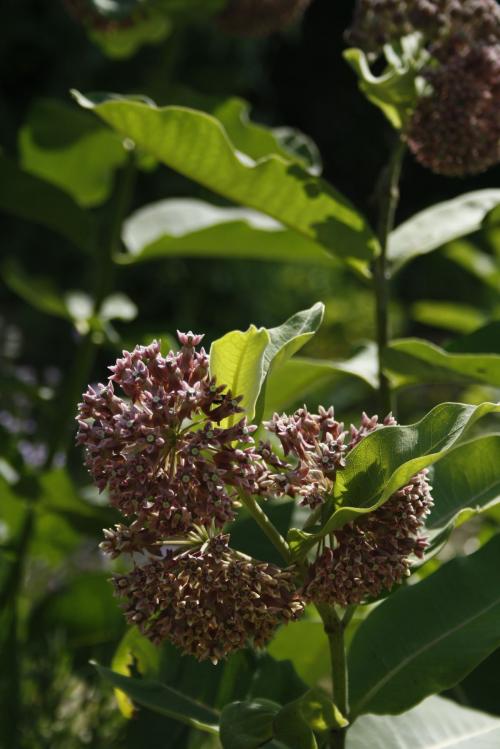Asclepias syriaca, Common Milkweed