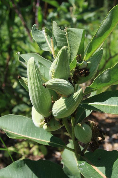 Asclepias syriaca, Common Milkweed