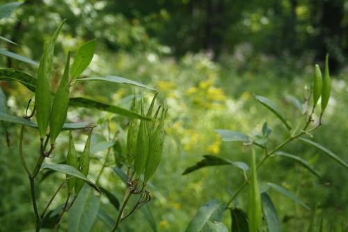 Asclepias incarnata, Pink Swamp Milkweed