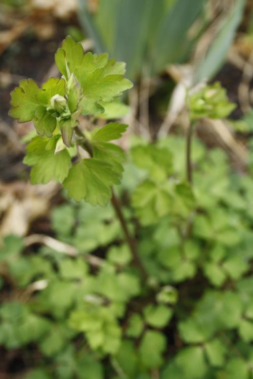 Aquilegia canadensis, Wild Columbine