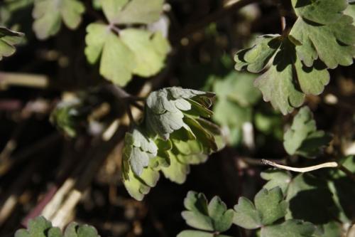 Aquilegia canadensis, Wild Columbine