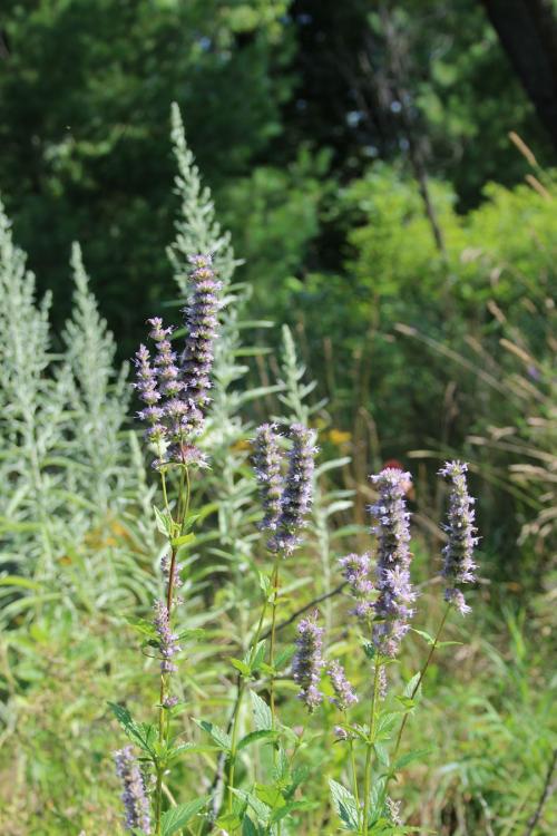Agastache foeniculum, Anise Hyssop
