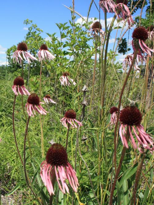 ~ Echinacea pallida, Pale Purple Coneflower