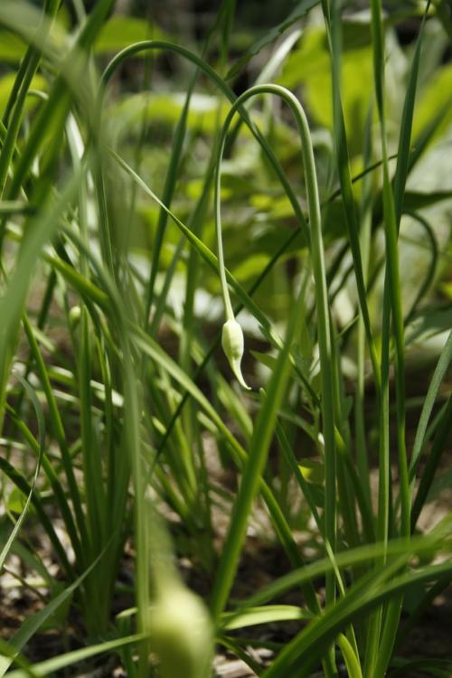Allium cernuum, Nodding Onion