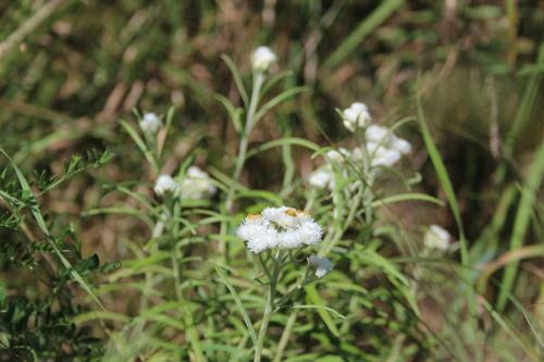 Anaphalis margaritacea, Pearly Everlasting