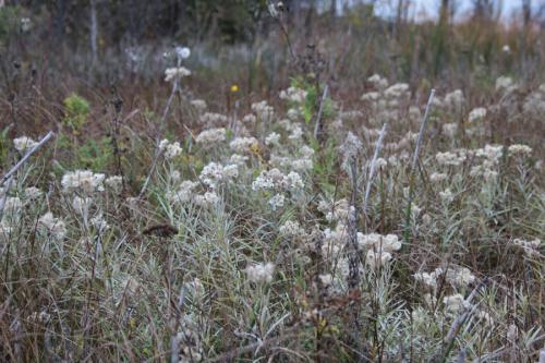 Anaphalis margaritacea, Pearly Everlasting