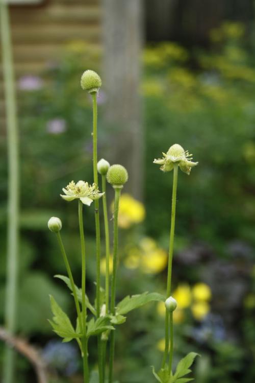 Anemone virginiana, Thimbleweed