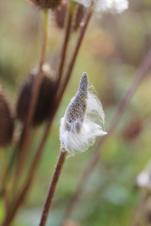 Anemone virginiana, Thimbleweed