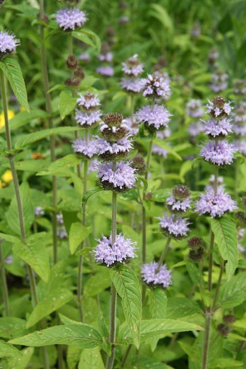 Blephilia ciliata, Downy Wood Mint