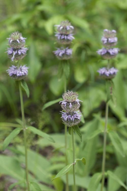 Blephilia ciliata, Downy Wood Mint