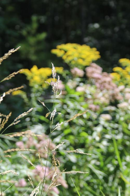 Calamagrostis canadensis, Canadian Bluejoint