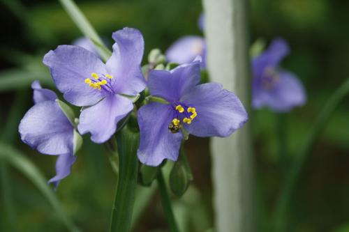 Tradescantia ohiensis, Ohio Spiderwort