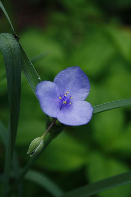 Tradescantia ohiensis, Ohio Spiderwort
