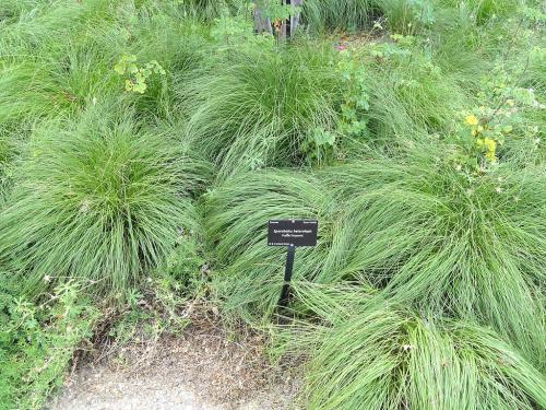 Sporobolus heterolepis, Prairie Dropseed 