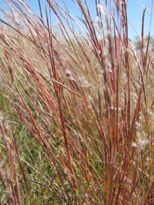 Schizachyrium scoparium, Little Bluestem