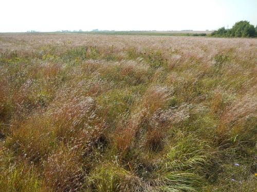 Schizachyrium scoparium, Little Bluestem