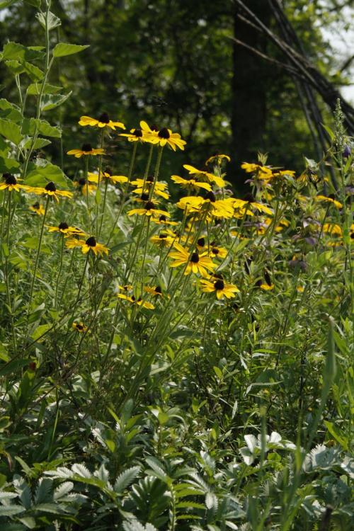 Rudbeckia hirta, Black-Eyed-Susan 