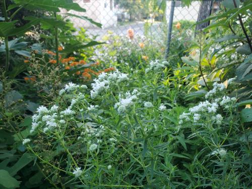 Pycnanthemum virginianum, Virginia Mountain Mint
