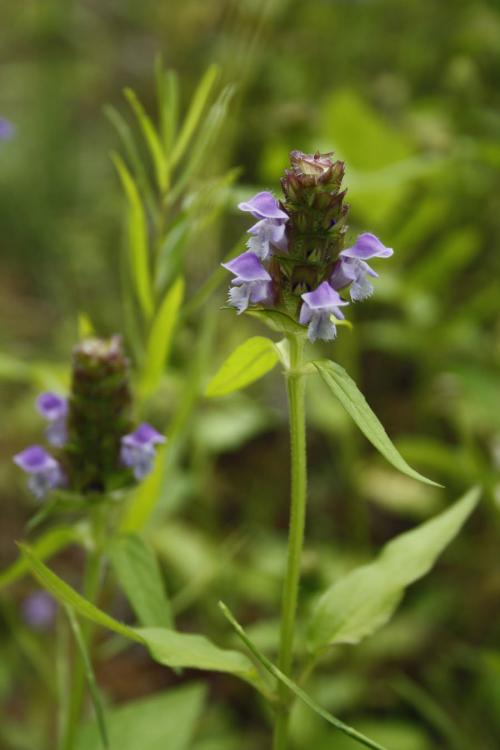 Prunella vulgaris var. lanceolata, Lance-Leaved Self-Heal