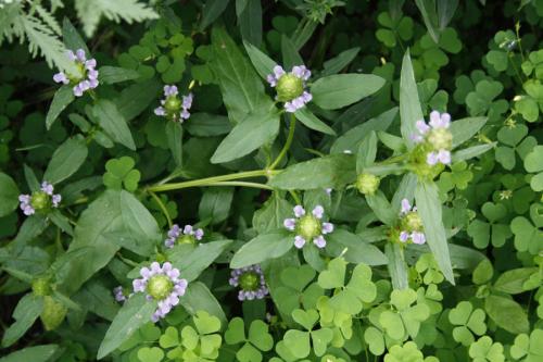 Prunella vulgaris var. lanceolata, Lance-Leaved Self-Heal