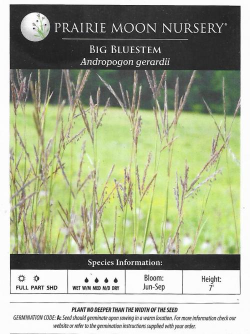 Andropogon gerardii, Big Bluestem