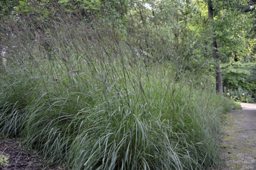Andropogon gerardii, Big Bluestem