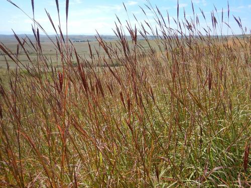 Andropogon gerardii, Big Bluestem