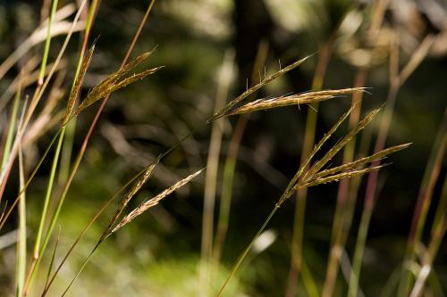 Andropogon gerardii, Big Bluestem