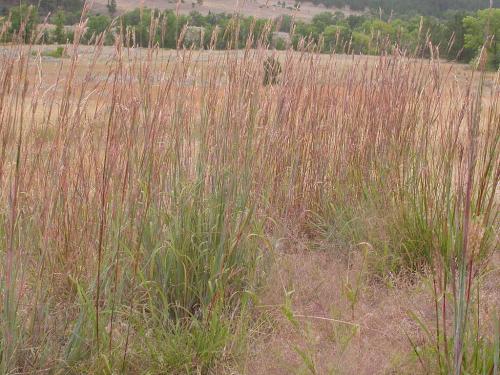 Andropogon gerardii, Big Bluestem