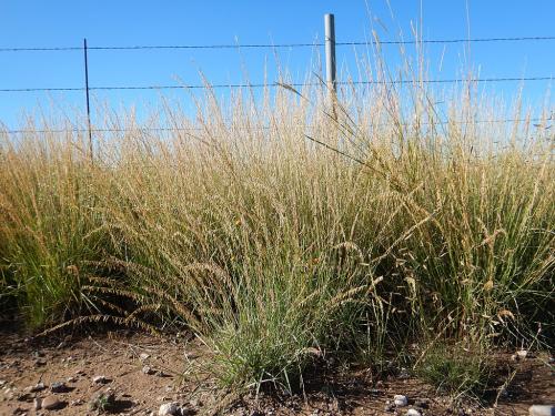 Bouteloua curtipendula, Side-Oats Grama