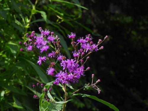 Vernonia gigantea, Tall Ironweed