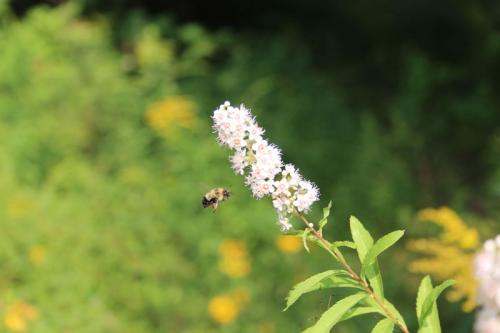 Spiraea alba, White Meadowsweet