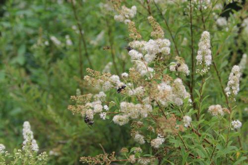 Spiraea alba, White Meadowsweet