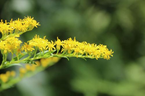 Solidago gigantea, Giant Goldenrod 