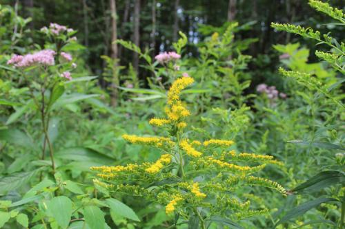 Solidago gigantea, Giant Goldenrod 