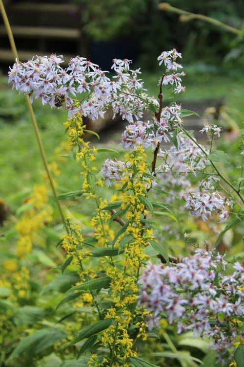 Solidago flexicaulis, Zigzag goldenrod