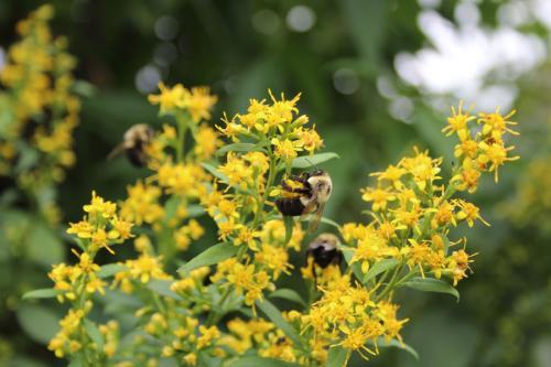 Solidago flexicaulis, Zigzag goldenrod