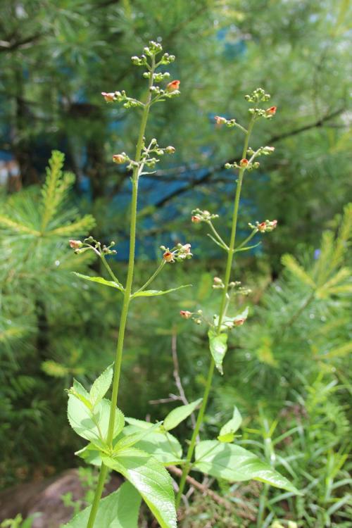 Scrophularia marilandica, Carpenter's Figwort