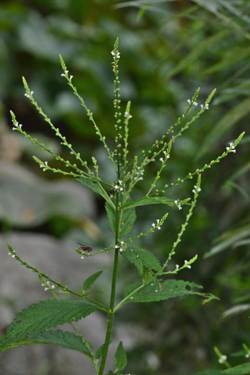 Verbena urticifolia, White Vervain